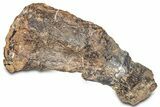 Fossil Sauropod (Camarasaurus) Metacarpal (Hand) Bone - Wyoming #325125-3